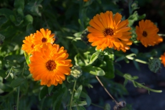 Test-1