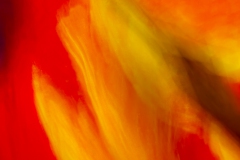 Imagely-1